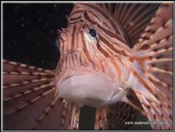 This Lion fish was attacking my camera and I had to keep ... by Erika Antoniazzo 